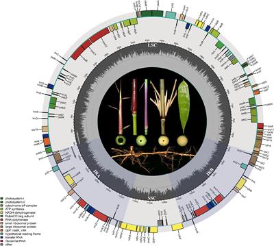 Comparative analysis of chloroplast genomes and phylogenetic relationships in the endemic Chinese bamboo Gelidocalamus (Bambusoideae)